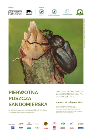 Namalowany obrazek chrząszcza, który wspina się po kawałku drewna oraz napis Pierwotna Puszcza Sandomierska