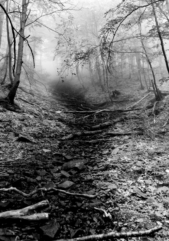 Czarno-białe zdjęcie: las, drzewa, wąwóz,ścieżka w lesie i mgła
